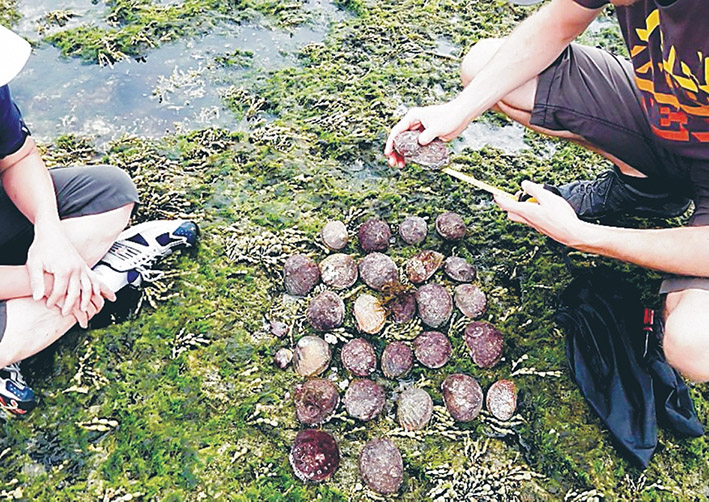 Prized: A licence is required to fish for abalone such as the legally caught haul, above.