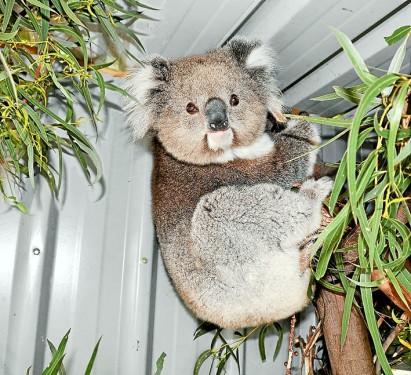 Marsupial moved: Jolly the koala was rescued from central Frankston last week. Picture: Alison Kuiter