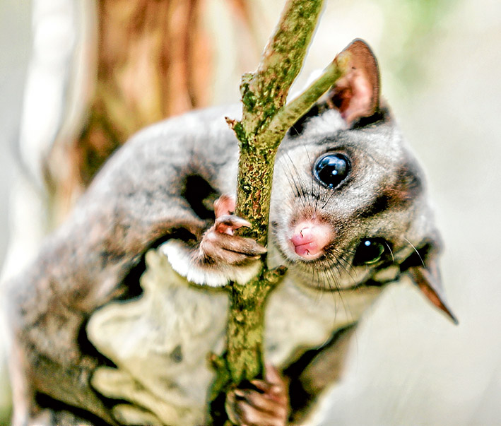 Under cover: Wildlife carers are removing a telecommunications pit covers looking for families of sugar gliders which have moved in because of a lack of available tree hollows in Mt Eliza. Picture: Yanni