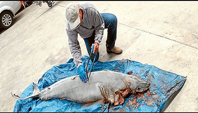 dissecting shark