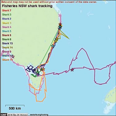 Making tracks: Studies of great white sharks has led researchers to believe journeys of white sharks are not as random as may first appear. Top, dissecting a shark that was caught in a fishing net. Pictures and graphic: Supplied 