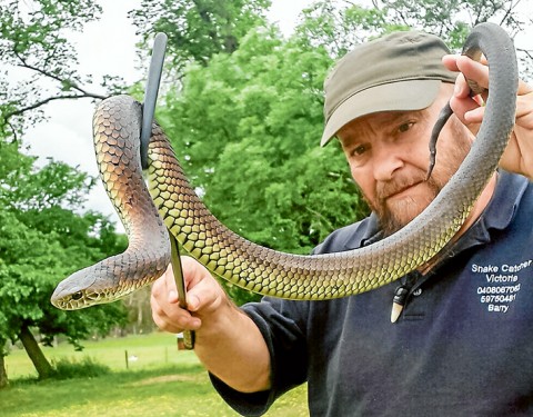 Serpent time: Peninsula-based snake catcher Barry Goldsmith with a copperhead snake captured at Bittern last week. Picture: Karen Goldsmith