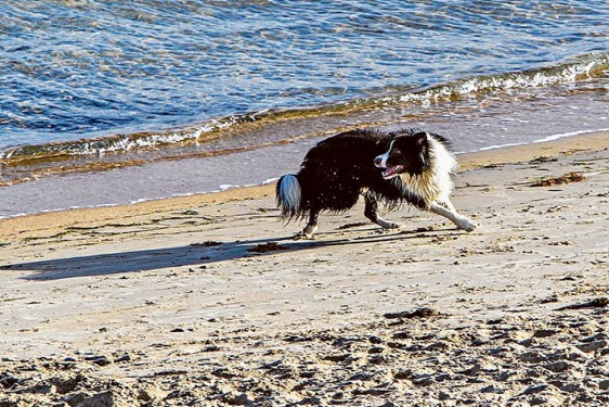 Time out: A dog runs free on Mentone beach. Picture: Gary Sissons