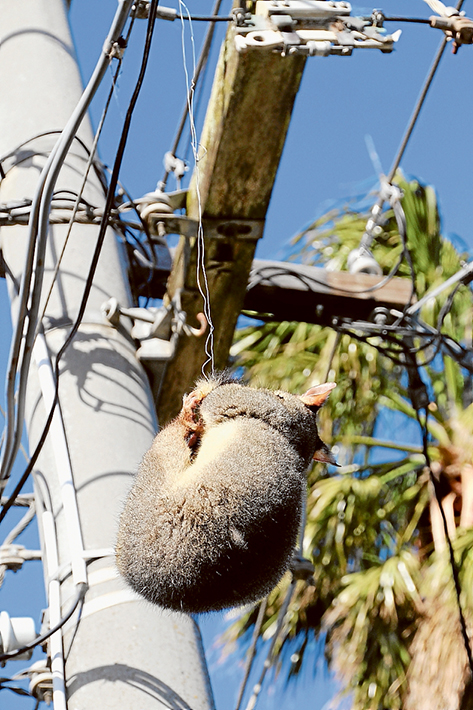 Possum tragic A SUCCESSFUL rescue effort to save a brush-tail possum in Chelsea Heights sparked a social media viral sensation and global online media coverage. Pictures: Phil Wall, Chelsea SES