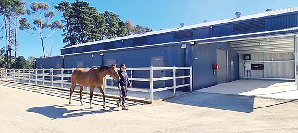 Stable home for mistreated horses - Bayside News