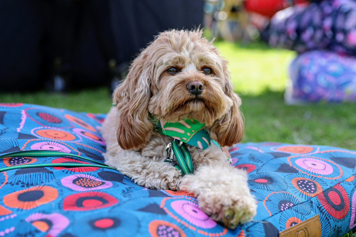 Pet s Day Out Bayside News