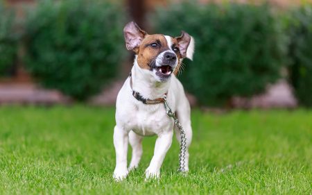 A Jack Russell dog in a park