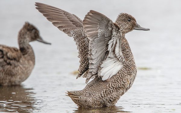 DUCKS left injured by shooters can receive veterinary care through Wildlife Victoria.