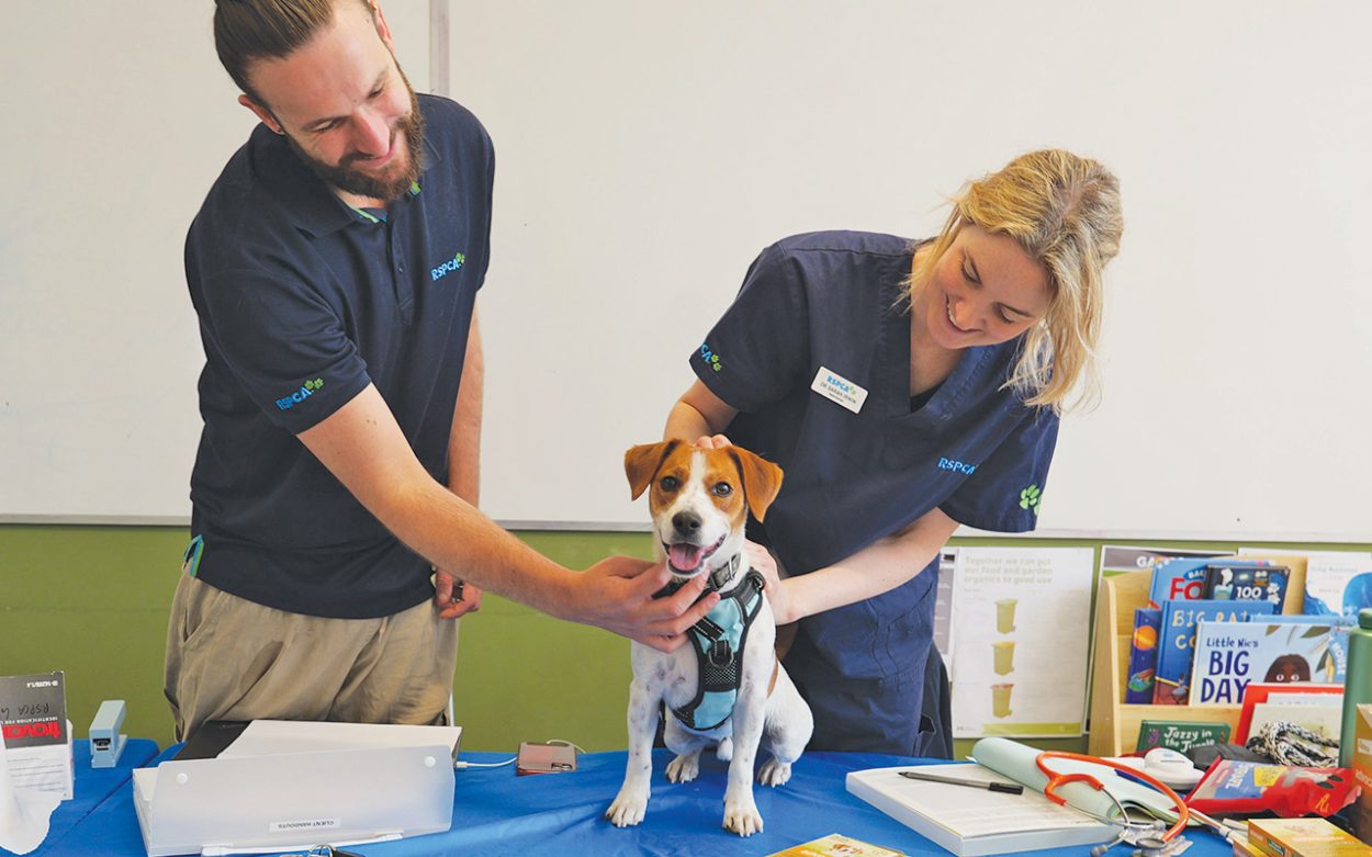 THE RSPCA team perform a health check-up on a dog. Picture: Supplied