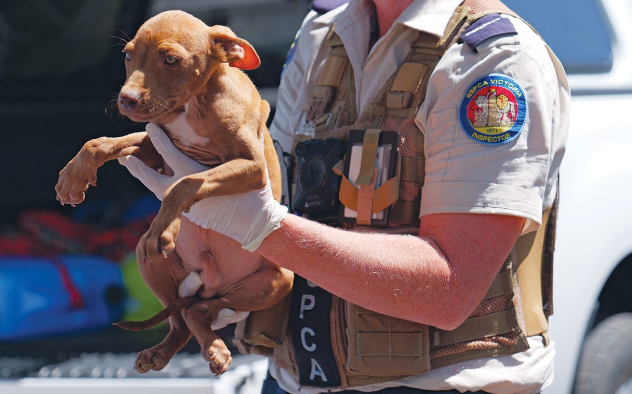 Inspector Carrying Puppy