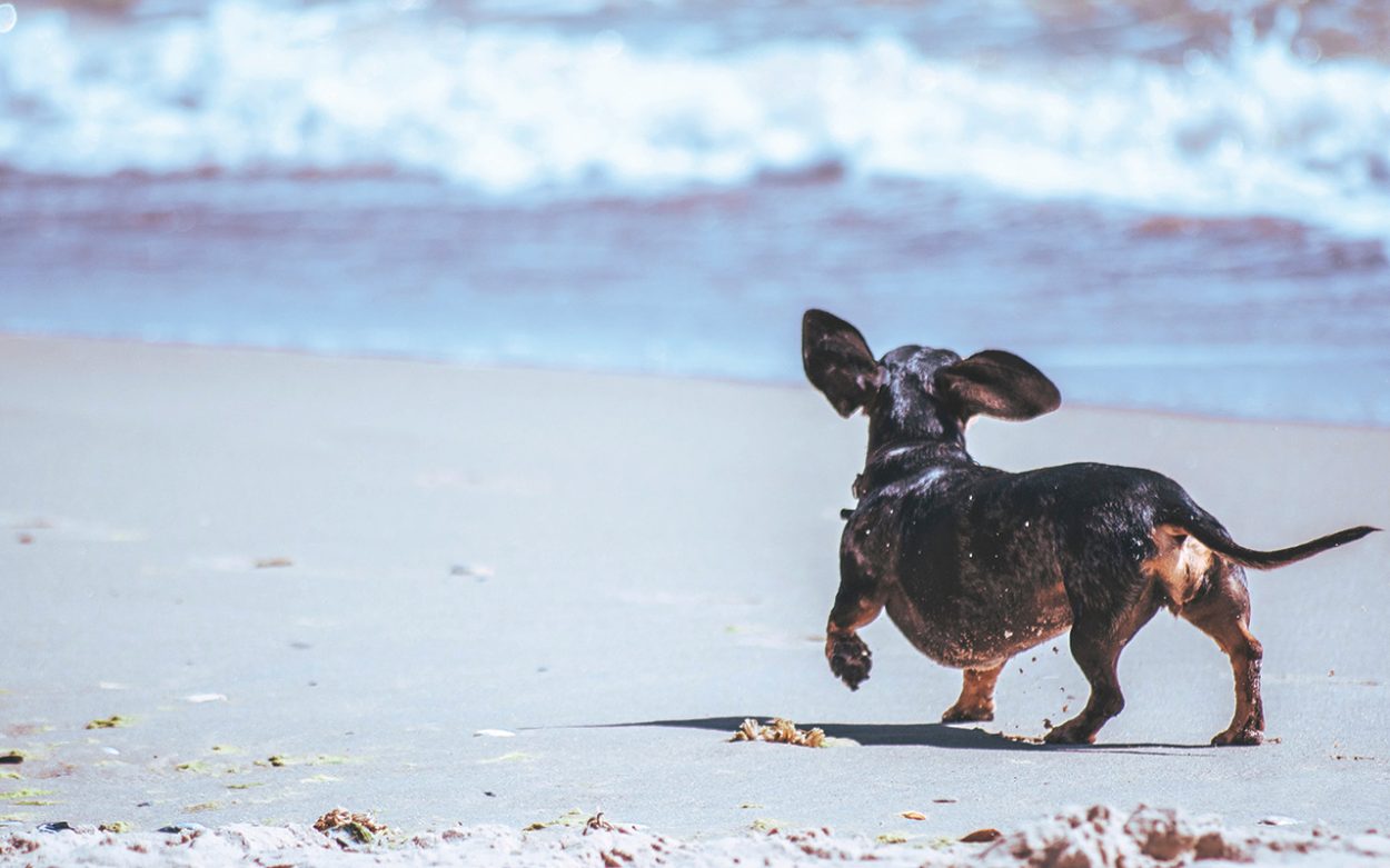 A DOG enjoying an off-leash walk at the beach. Picture: Supplied