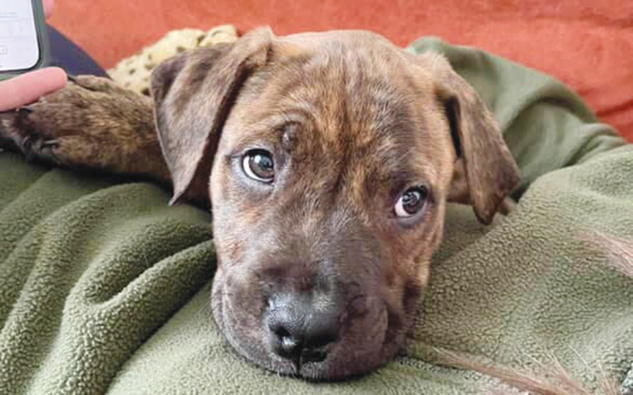 Lost Dogs’ Home defends euthanasia decision