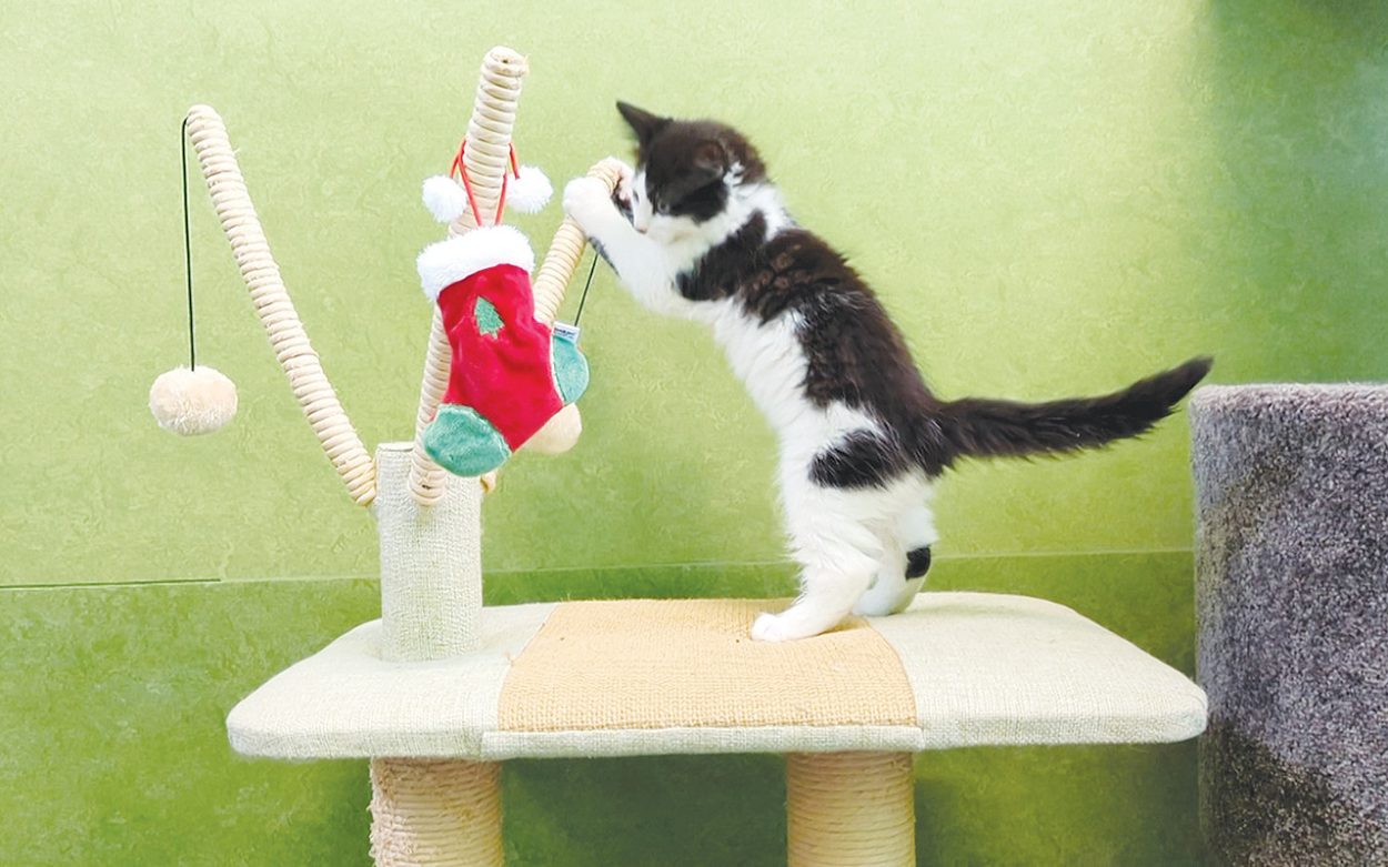 Safeguarding our pets during the festive season