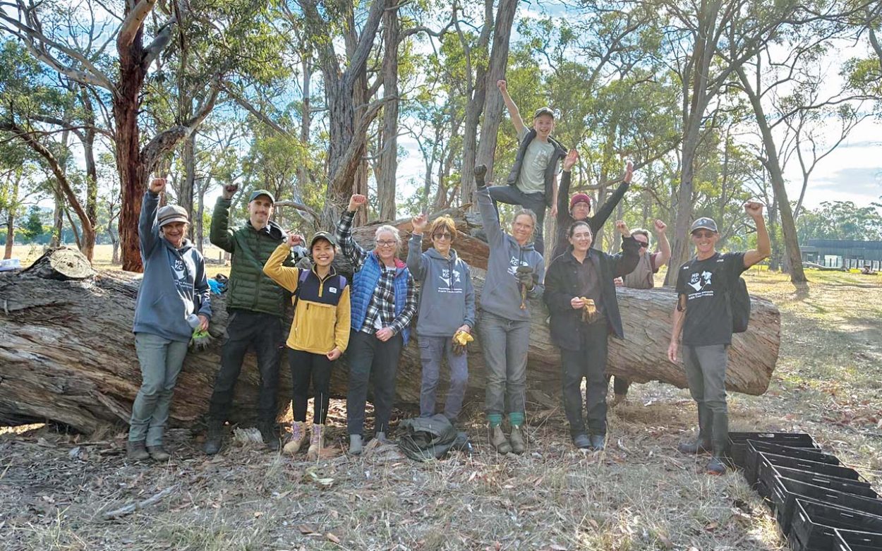 Volunteers needed for tree planting to support koalas