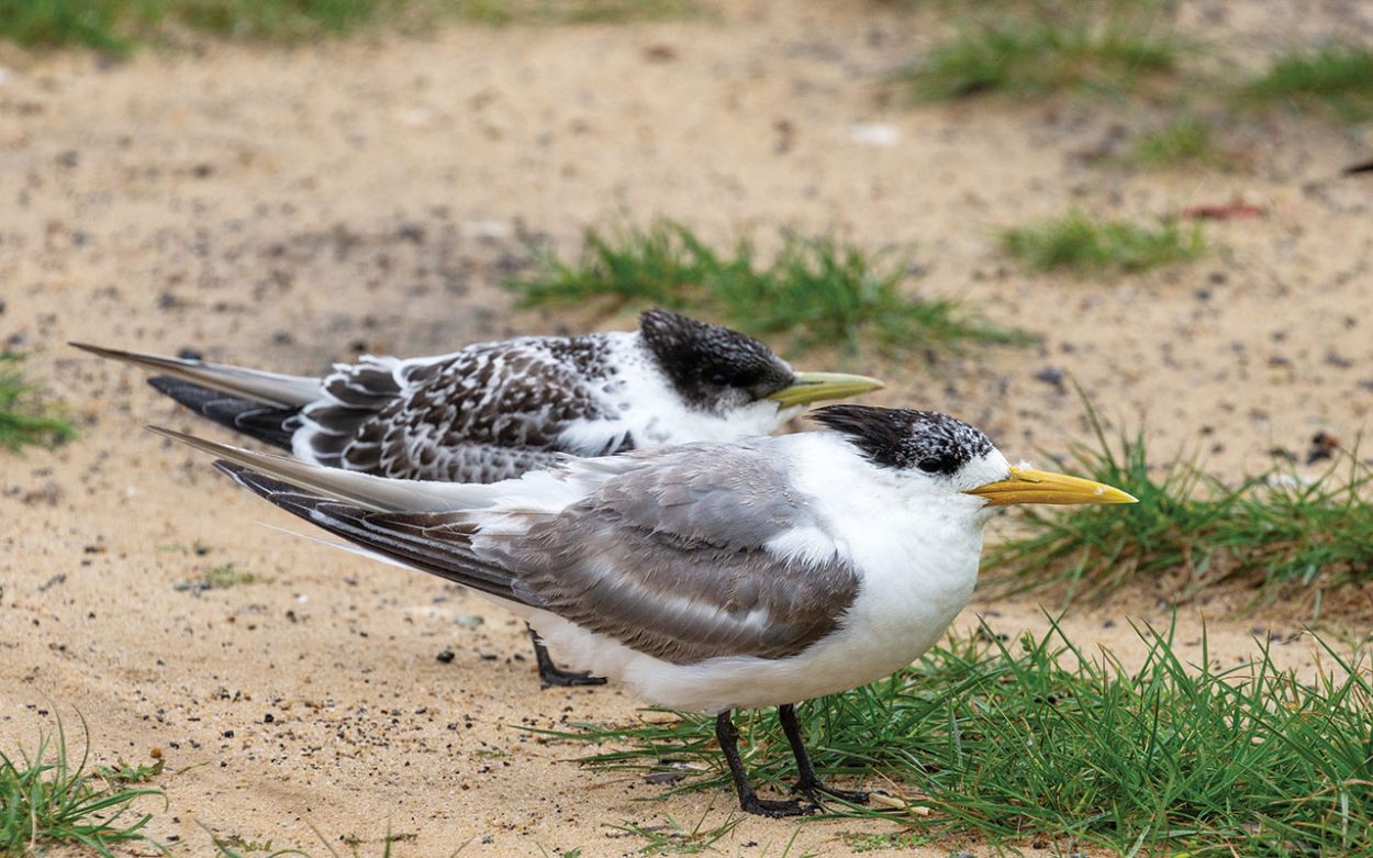 Bird flu detected on the peninsula